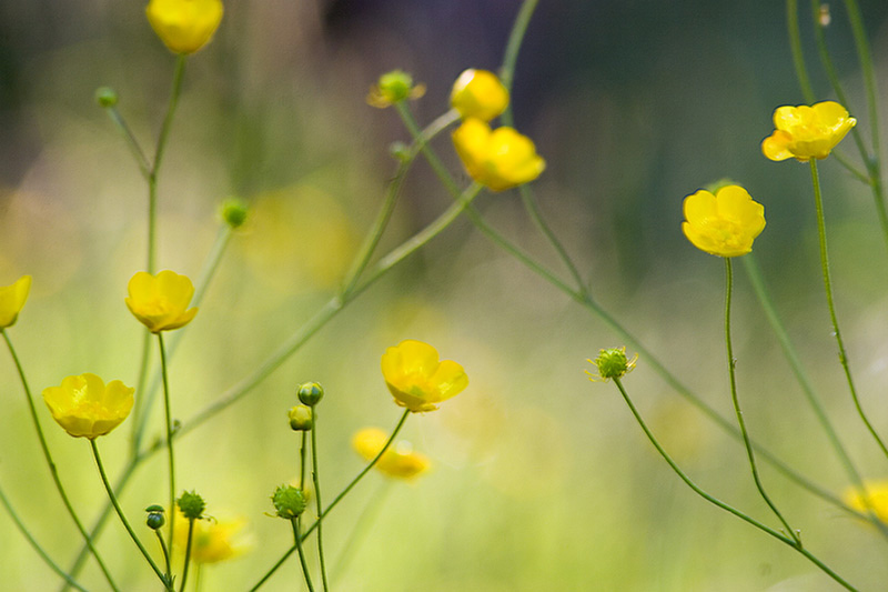 Butterblumen