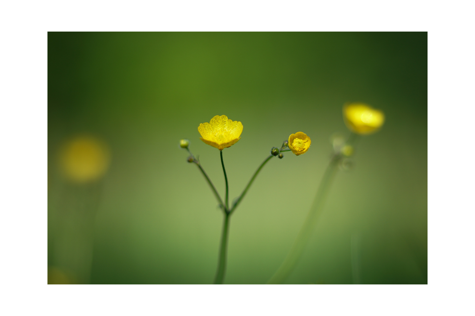 Butterblumen