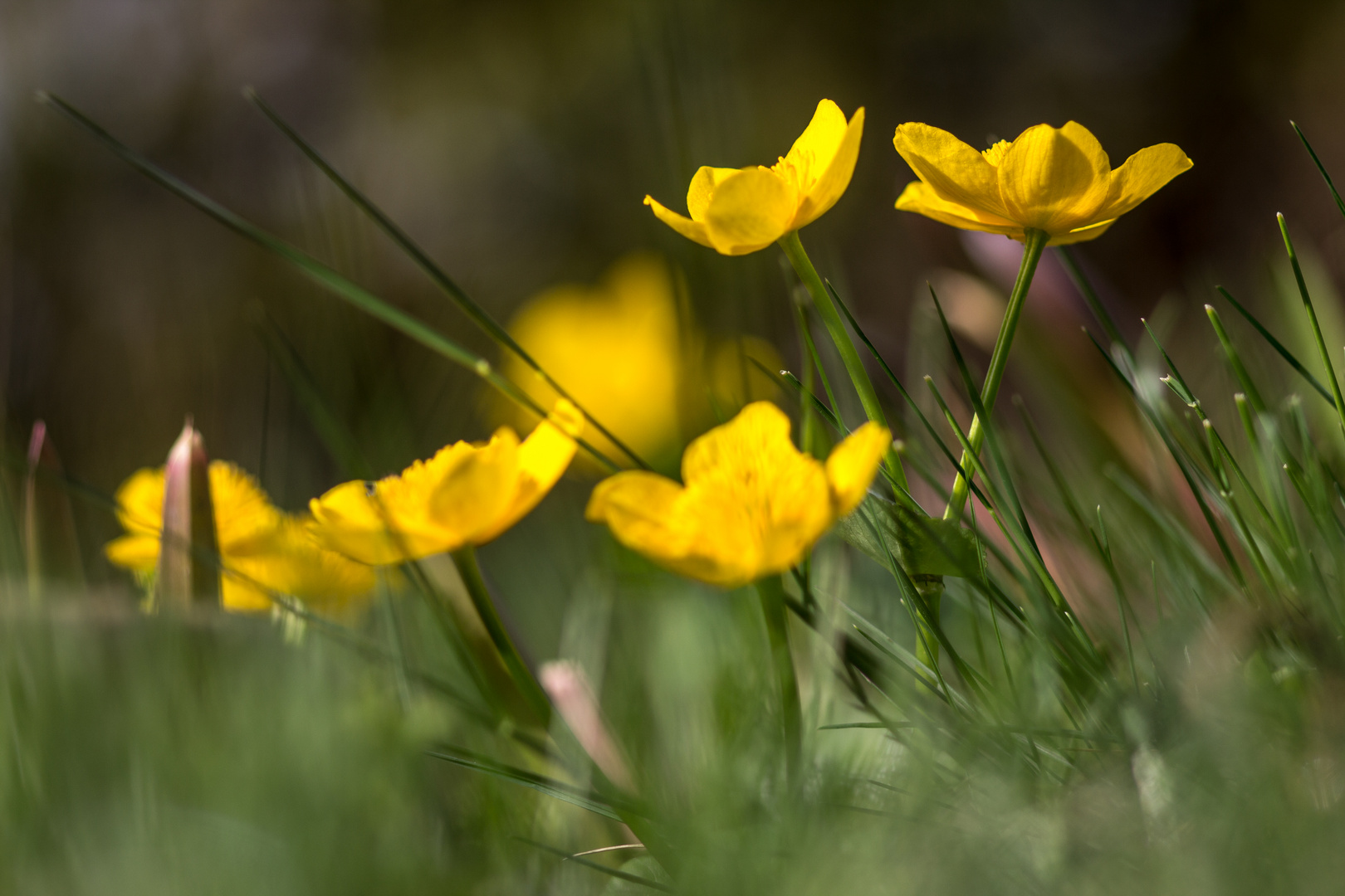 Butterblumen