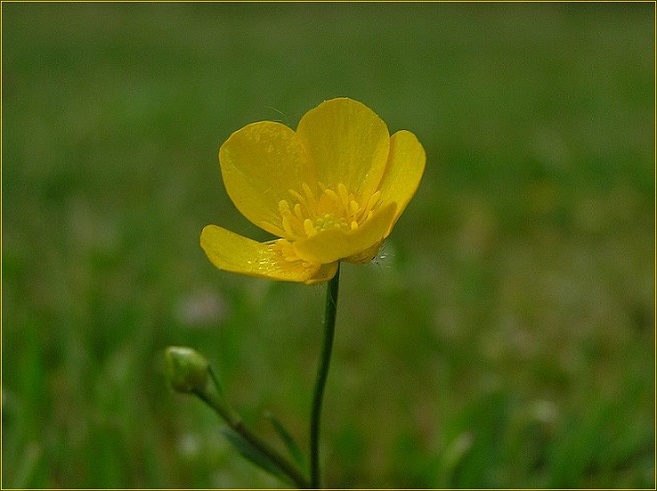 Butterblumen