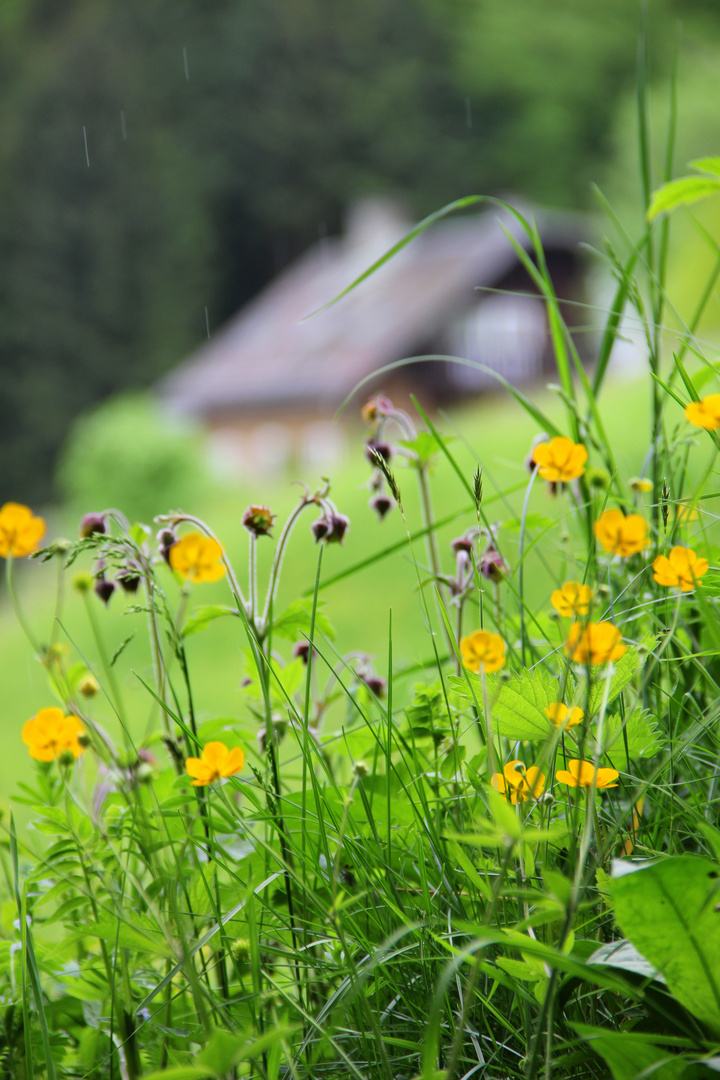 butterblumen