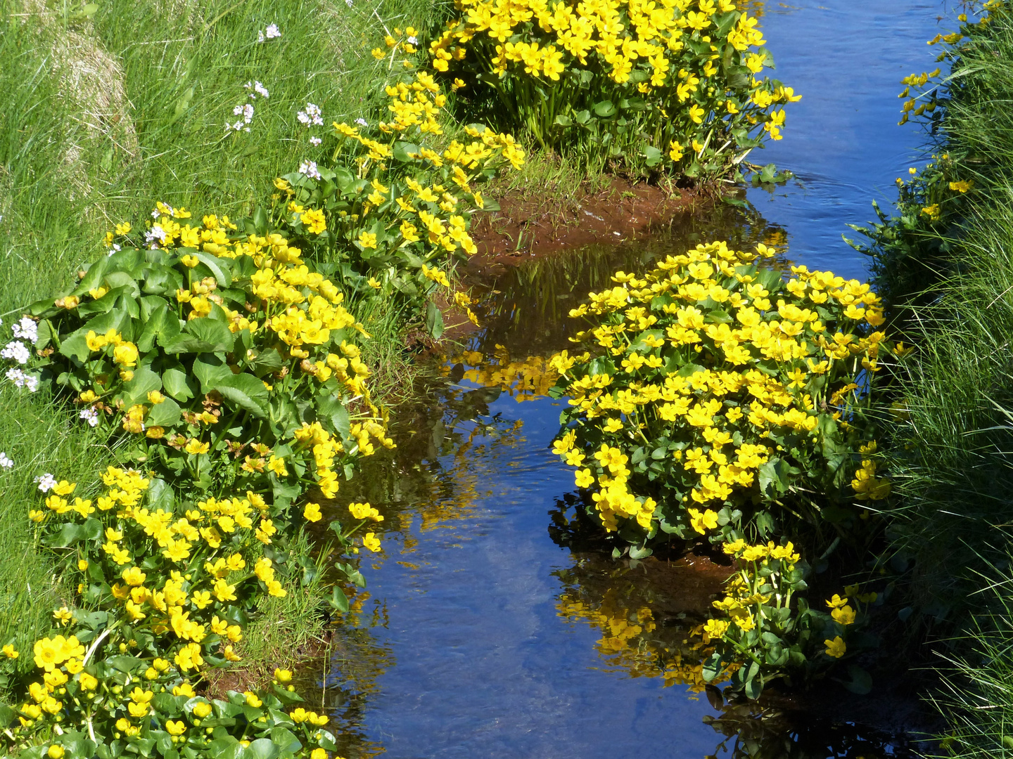 Butterblumen