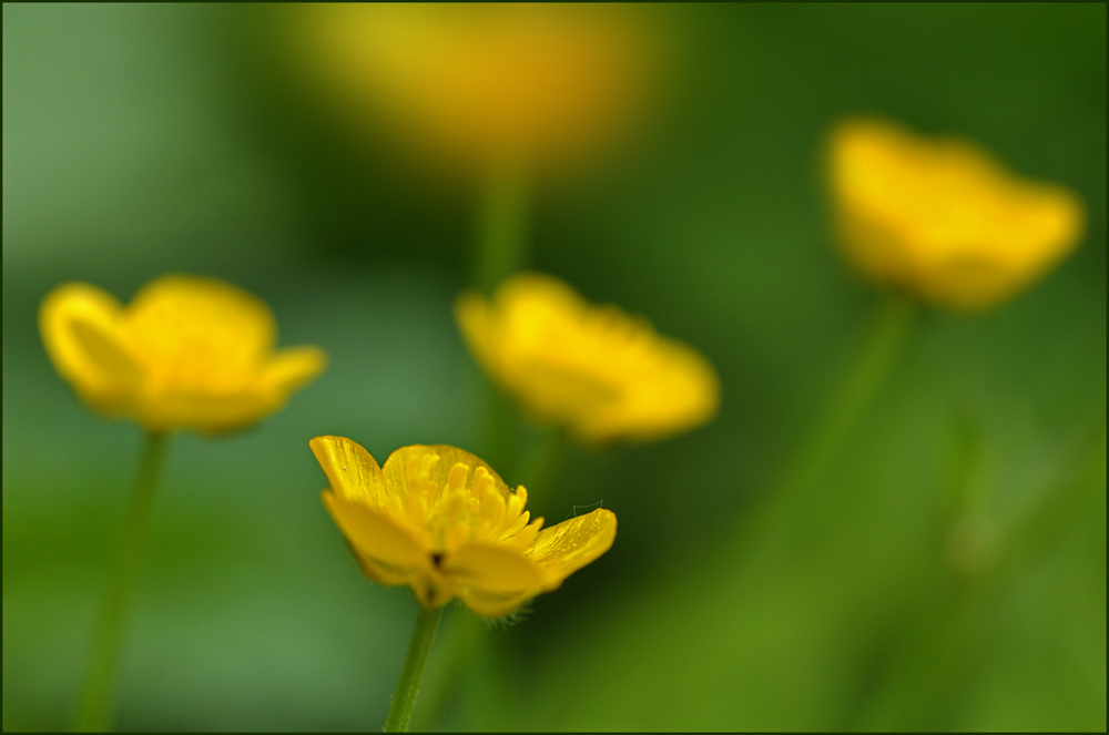 Butterblumen