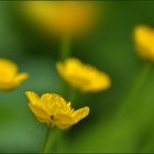 Butterblumen