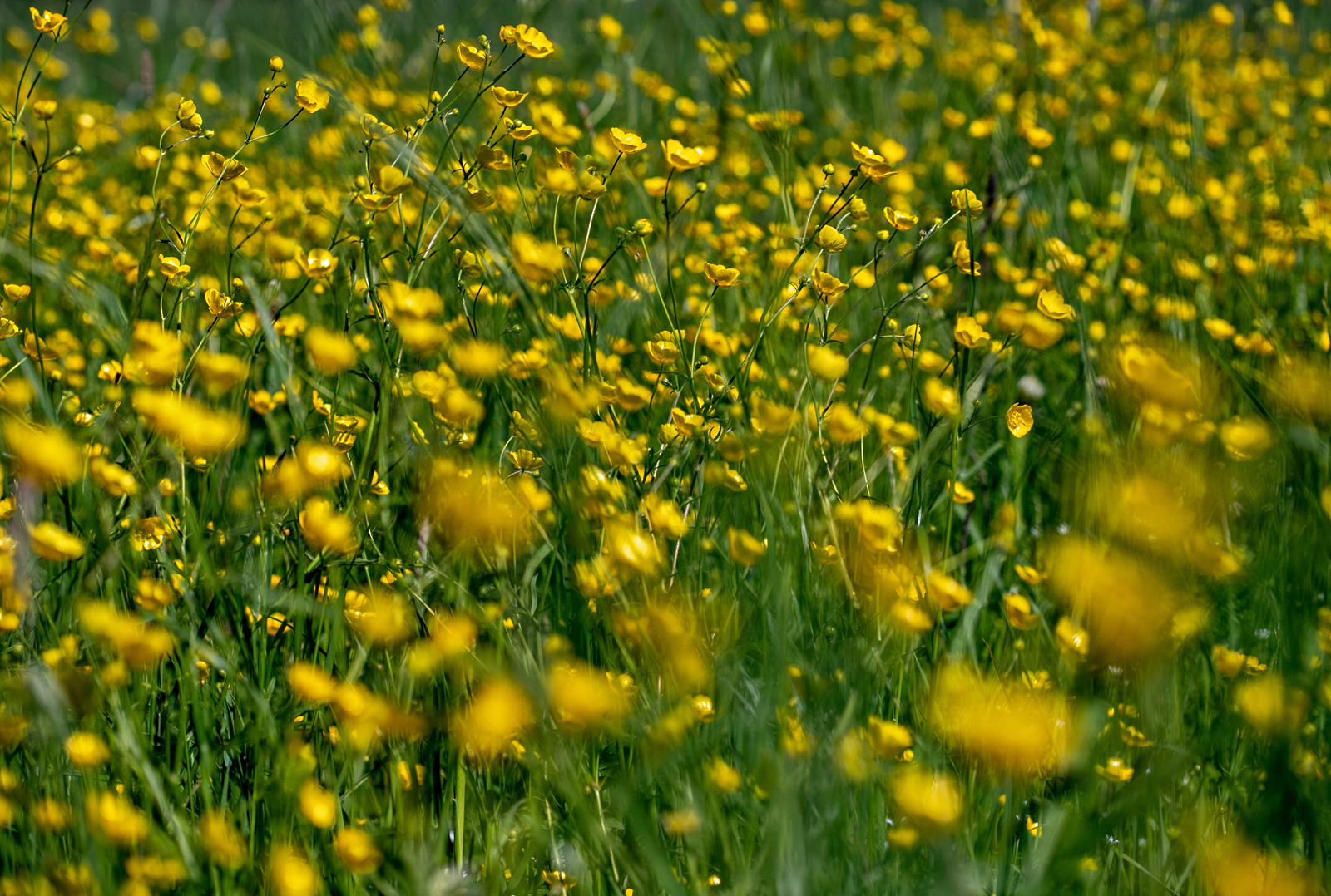 Butterblumen Foto &amp; Bild | pflanzen, pilze &amp; flechten, blüten ...