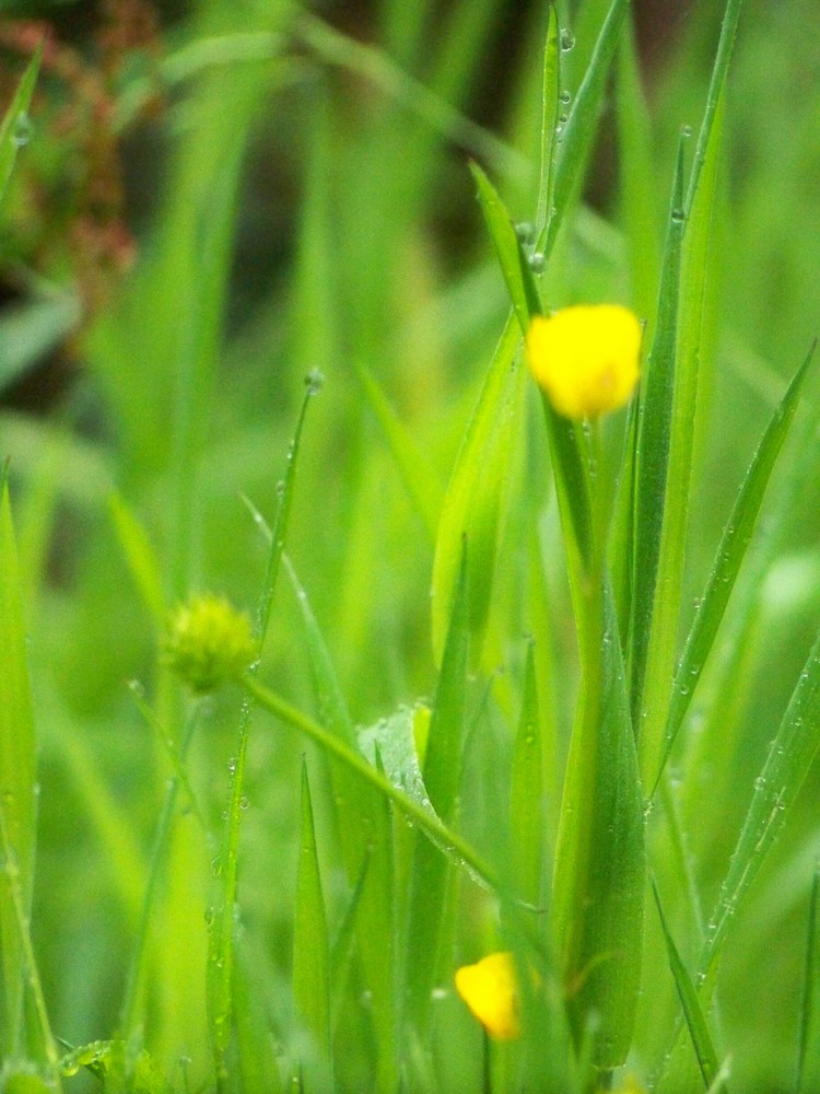 Butterblumen