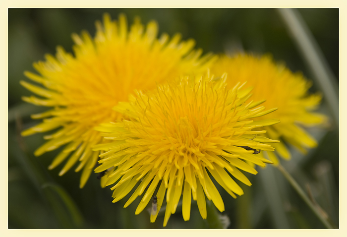 Butterblumen