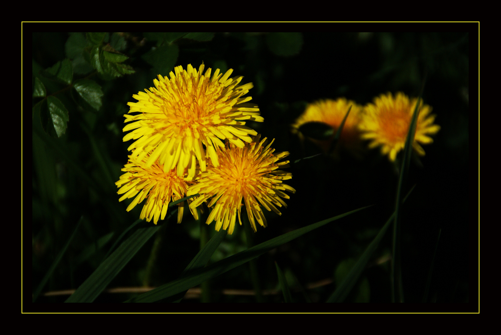 Butterblumen