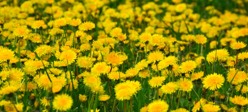 butterblumen