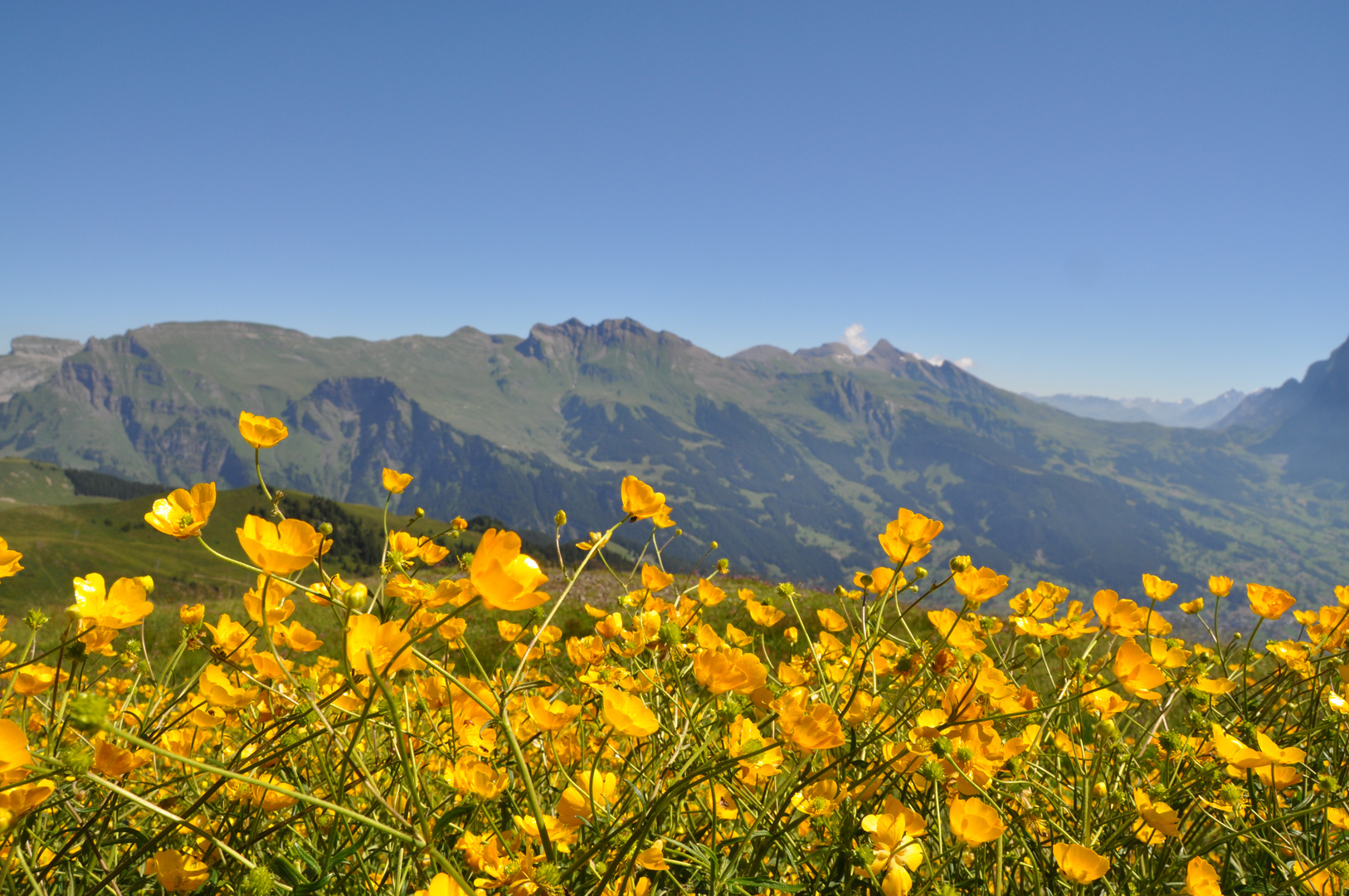 Butterblumen am Wegesrand