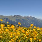 Butterblumen am Wegesrand