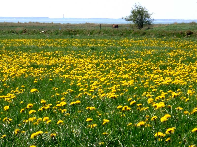 Butterblumen auf der Insel Föhr