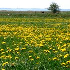 Butterblumen auf der Insel Föhr