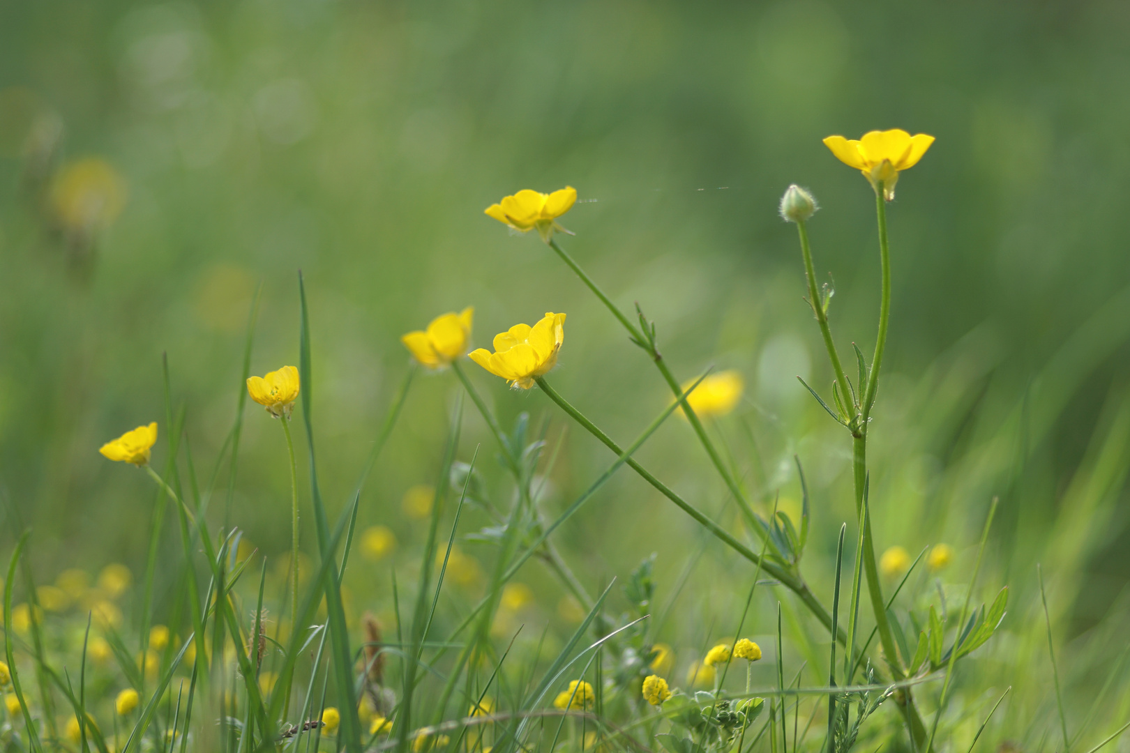 Butterblumen