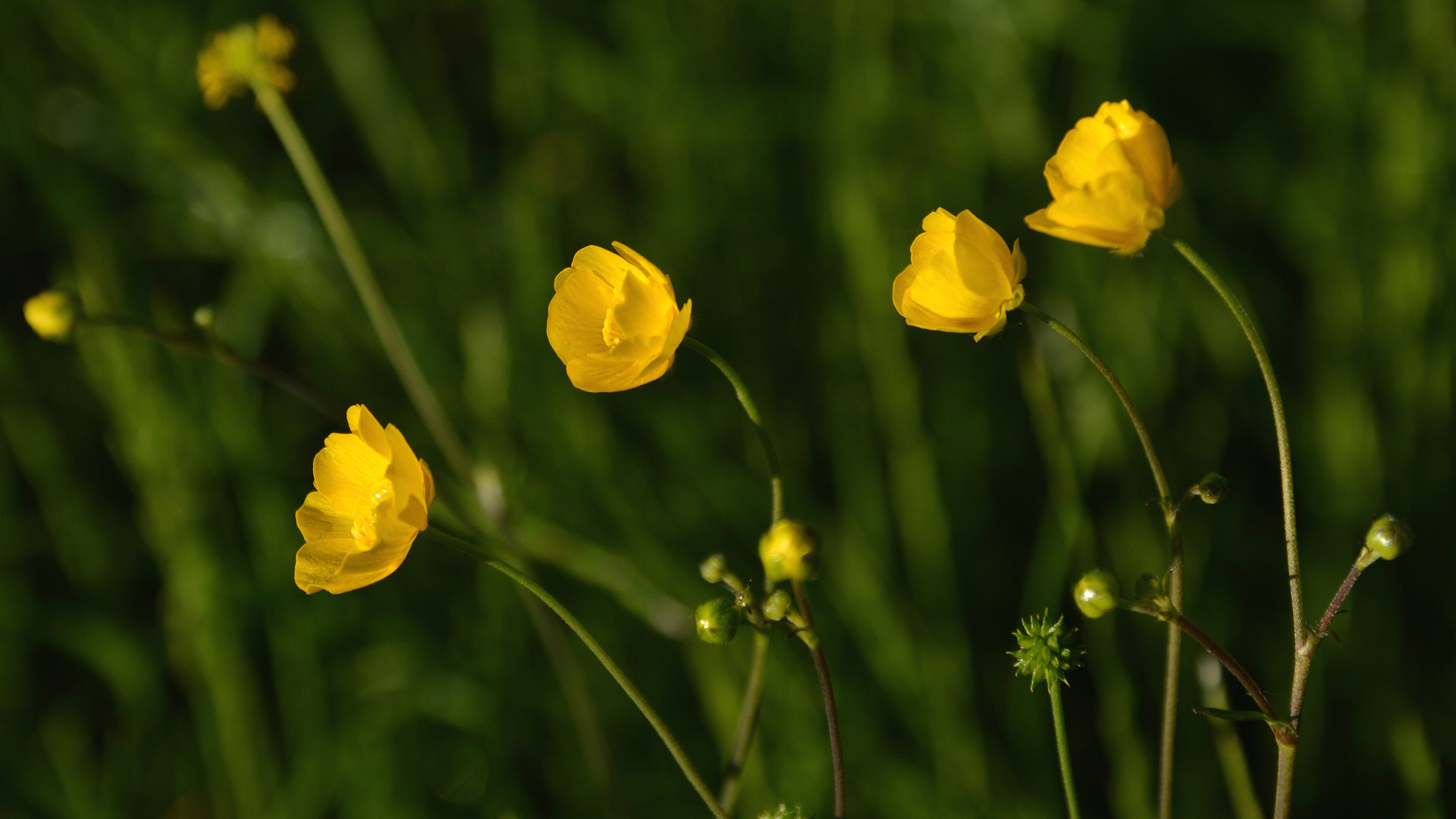 Butterblumen / buttercups