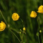 Butterblumen / buttercups