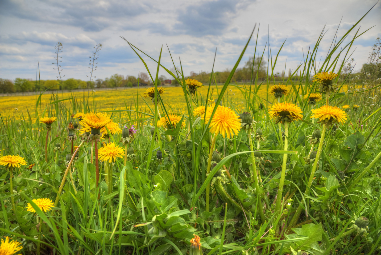 &amp;quot;Butterblumen&amp;quot; Foto &amp; Bild | blüten, wiese, frühling Bilder auf ...