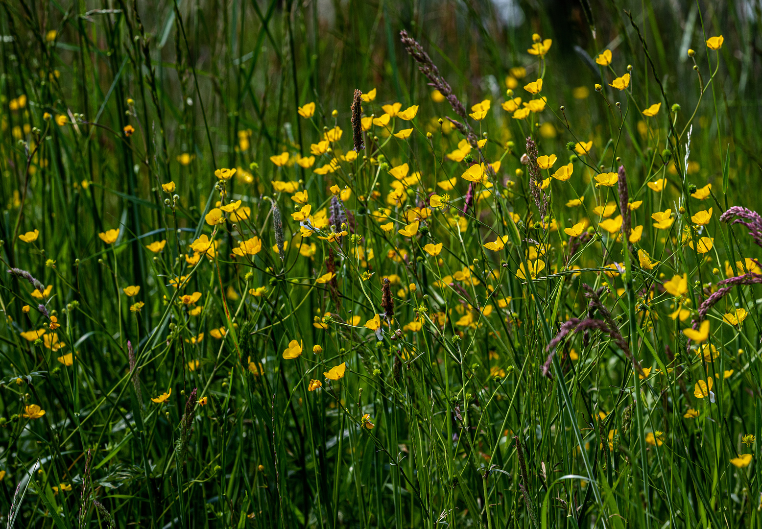 Butterblumen