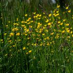 Butterblumen