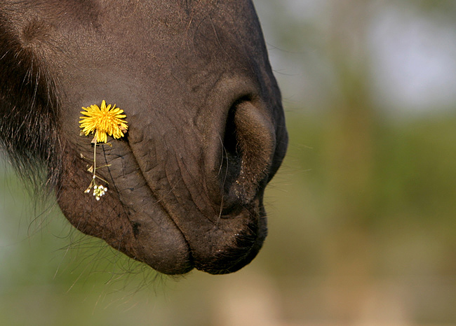 Butterblumen