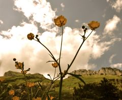 Butterblumen