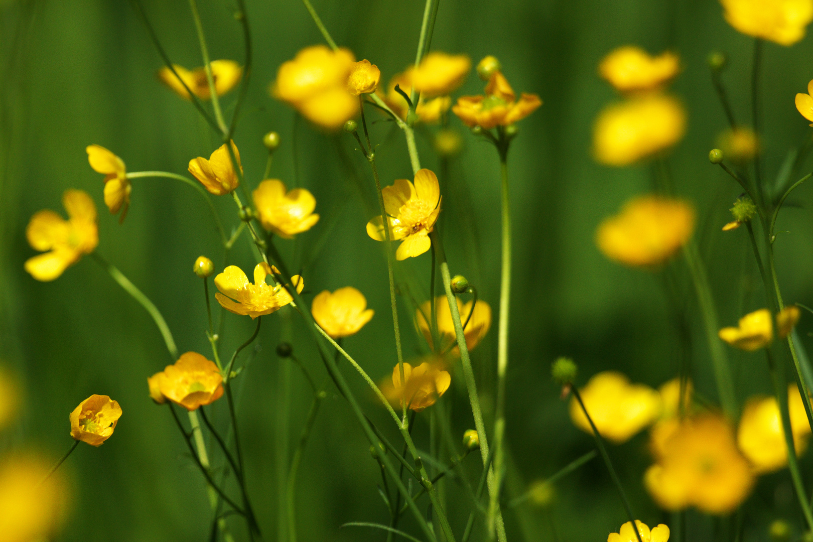 Butterblumen