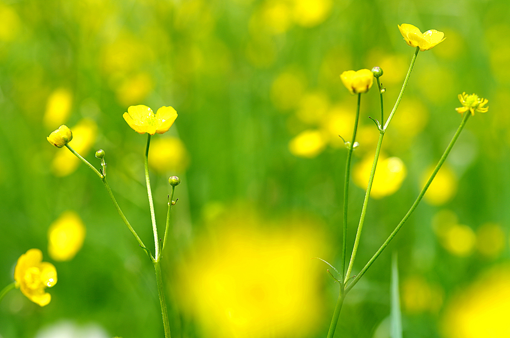 Butterblumen