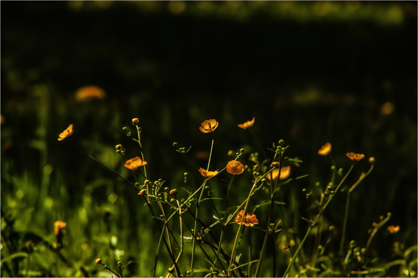 Butterblumen