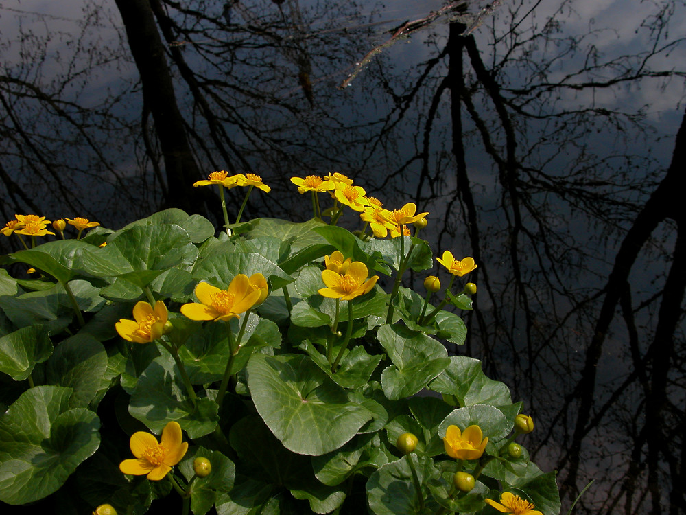 Butterblumen Foto & Bild | pflanzen, pilze & flechten, blüten ... Butterblumen Foto & Bild | pflanzen, pilze & flechten, blüten ...