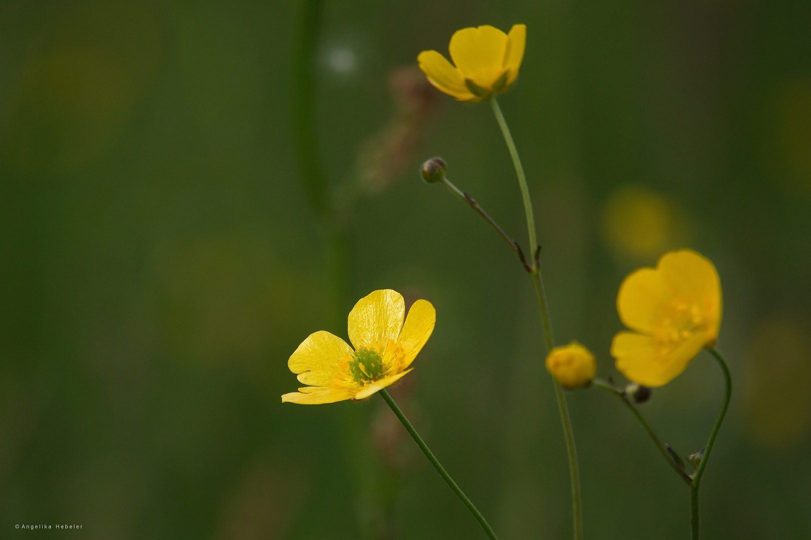 Butterblumen .....