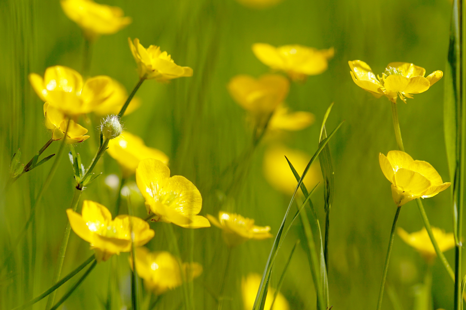 Butterblumen Foto &amp; Bild | makro, wiese, frühling Bilder auf fotocommunity