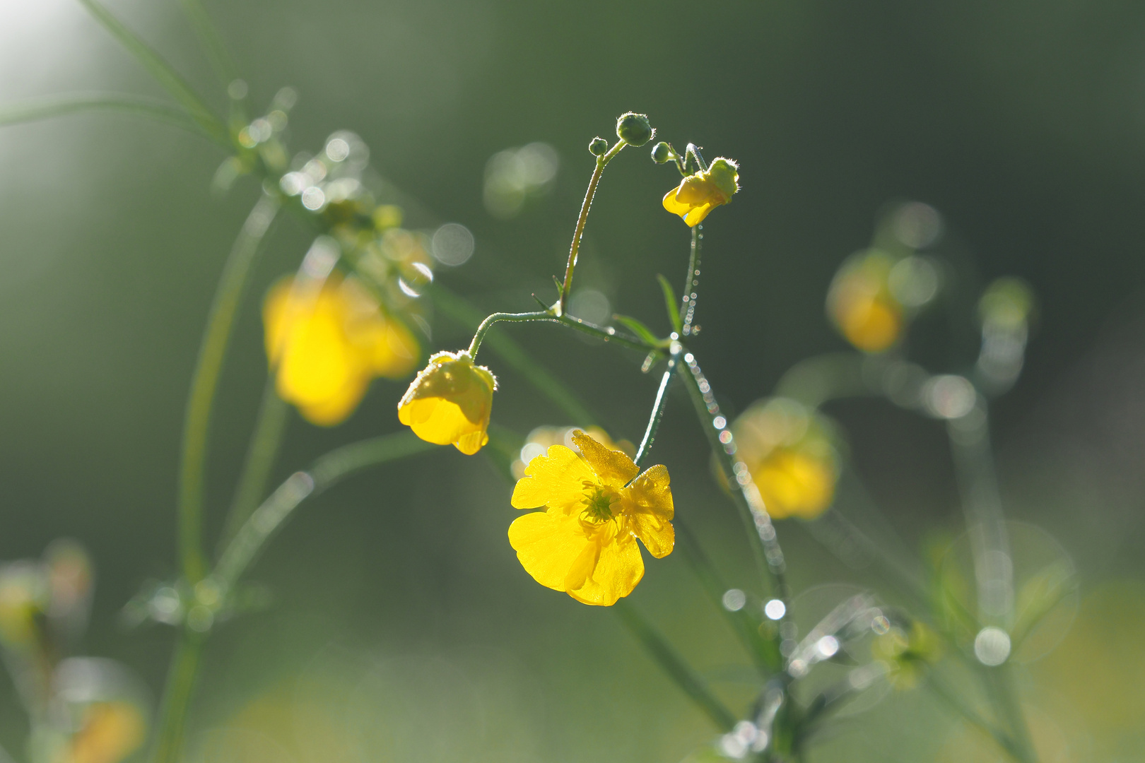 BUTTERBLUMEN