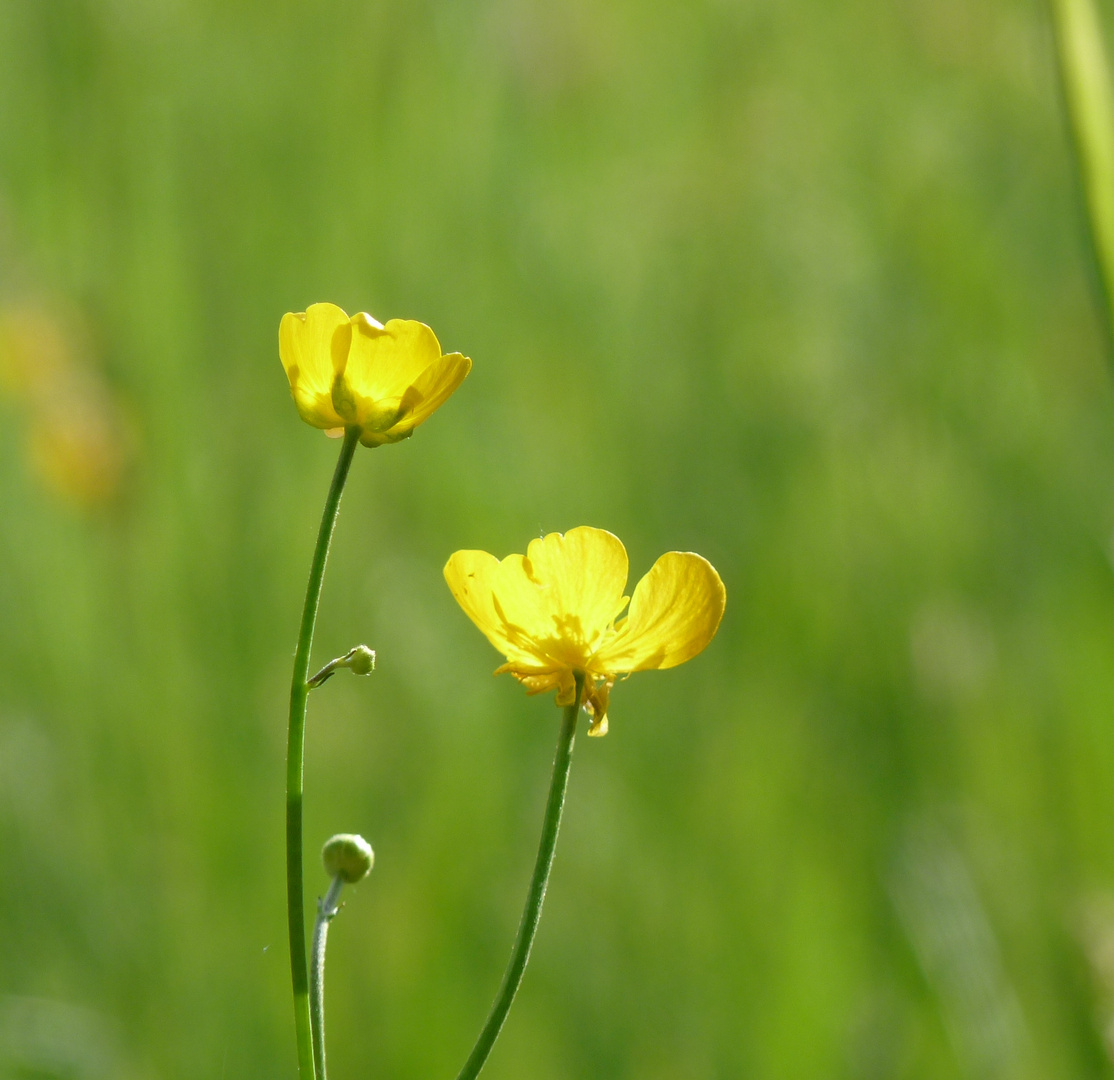 Butterblumen