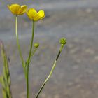 Butterblumen (Froschperspektive)