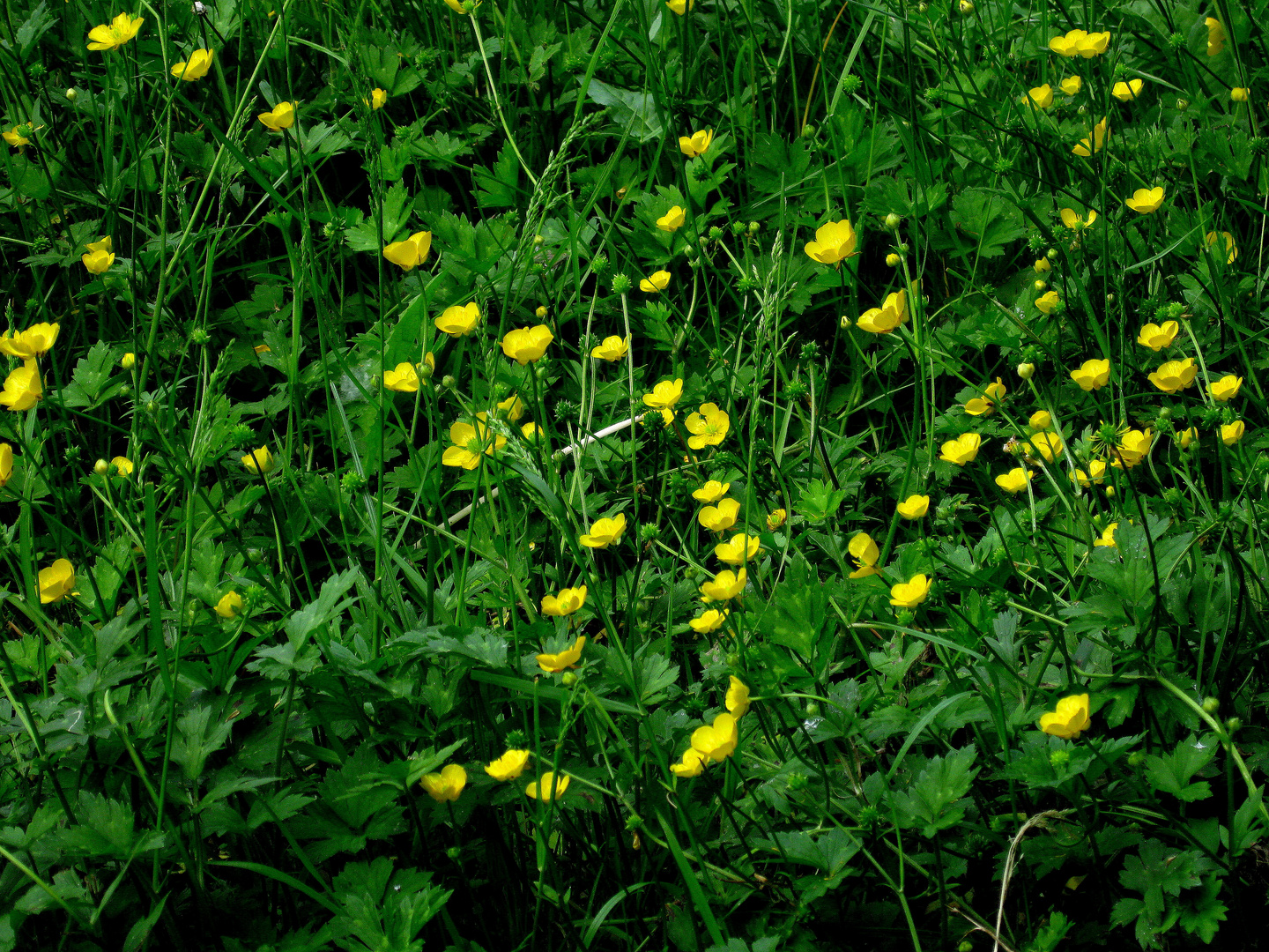 Butterblumen / Hahnenfuß (Butterblume, Ranunculus spec.)