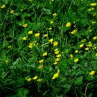 Butterblumen / Hahnenfuß (Butterblume, Ranunculus spec.)