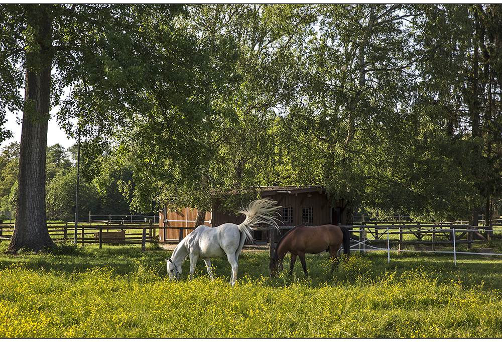 butterblumen paradies