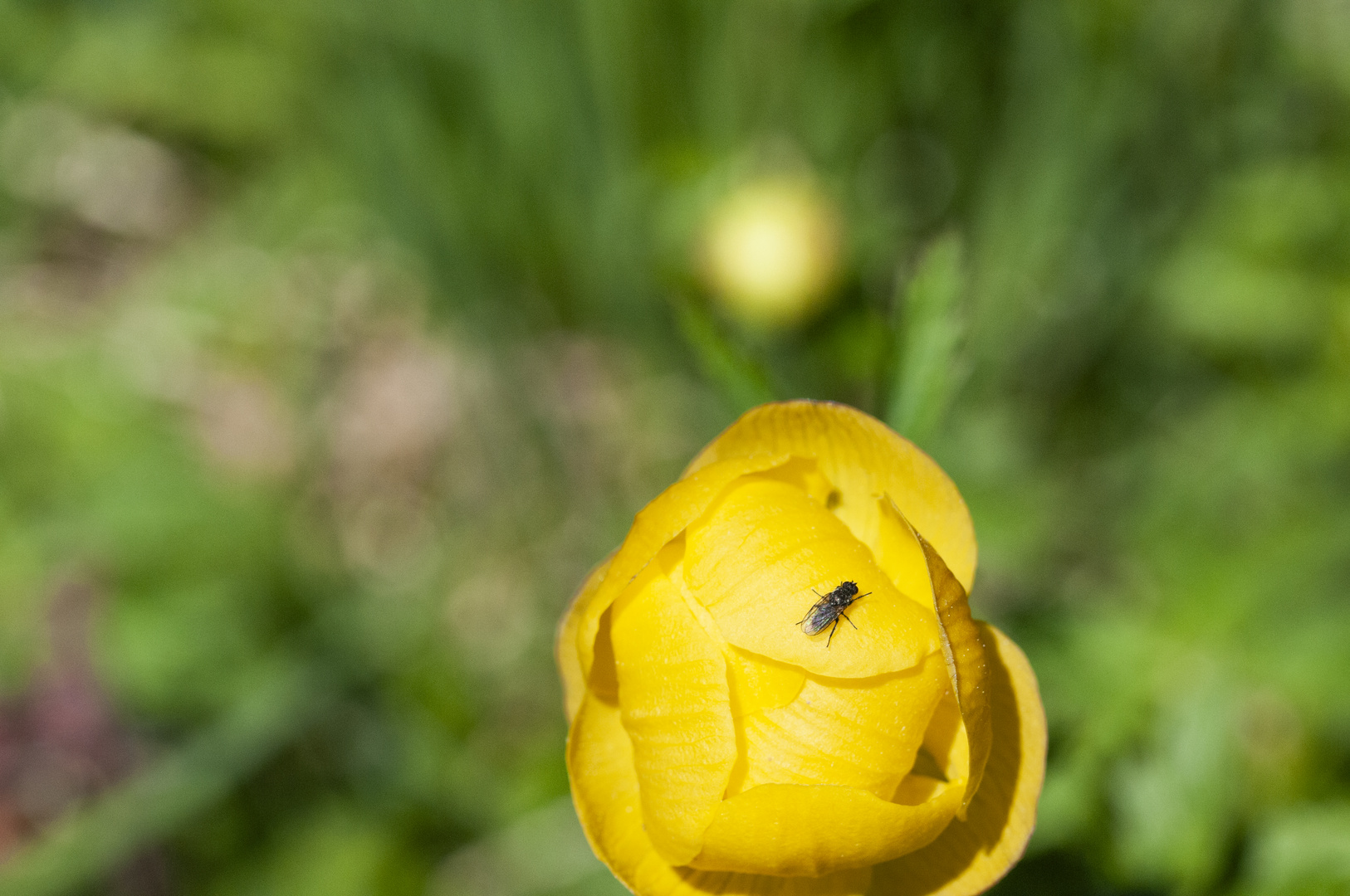 Butterblumen und Fliege