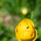 Butterblumen und Fliege