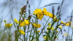 Butterblumen und Fliege