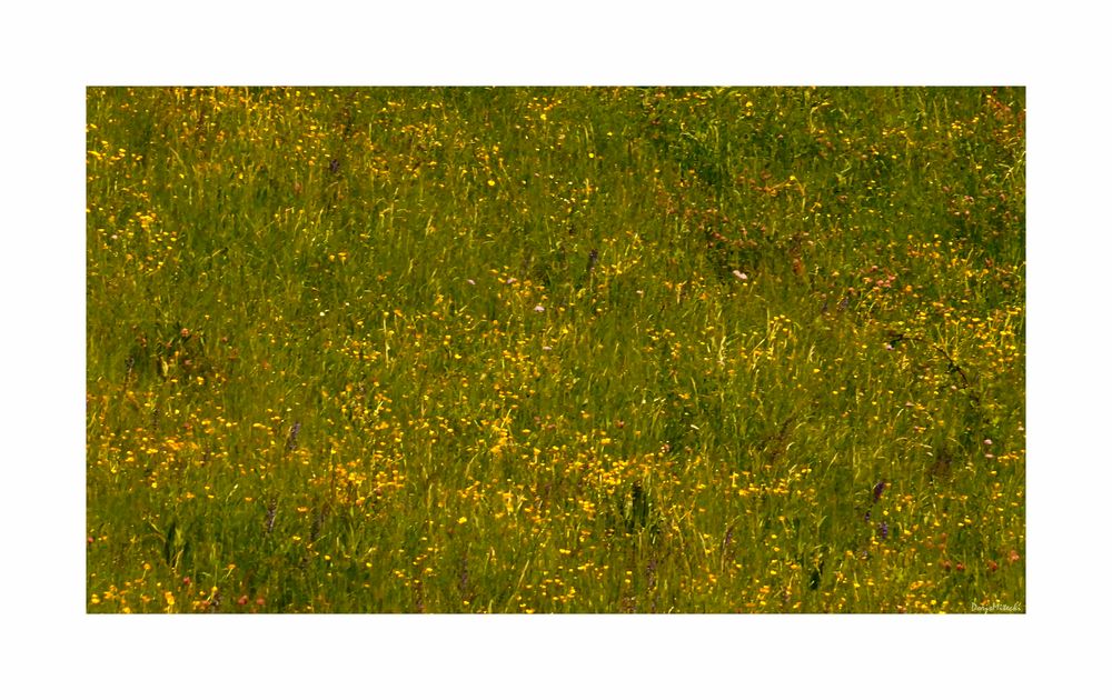 Butterblumen Wiese