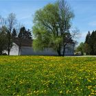 Butterblumen Wiese