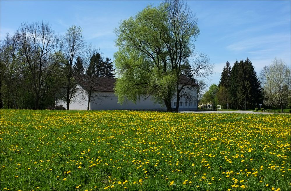 Butterblumen Wiese