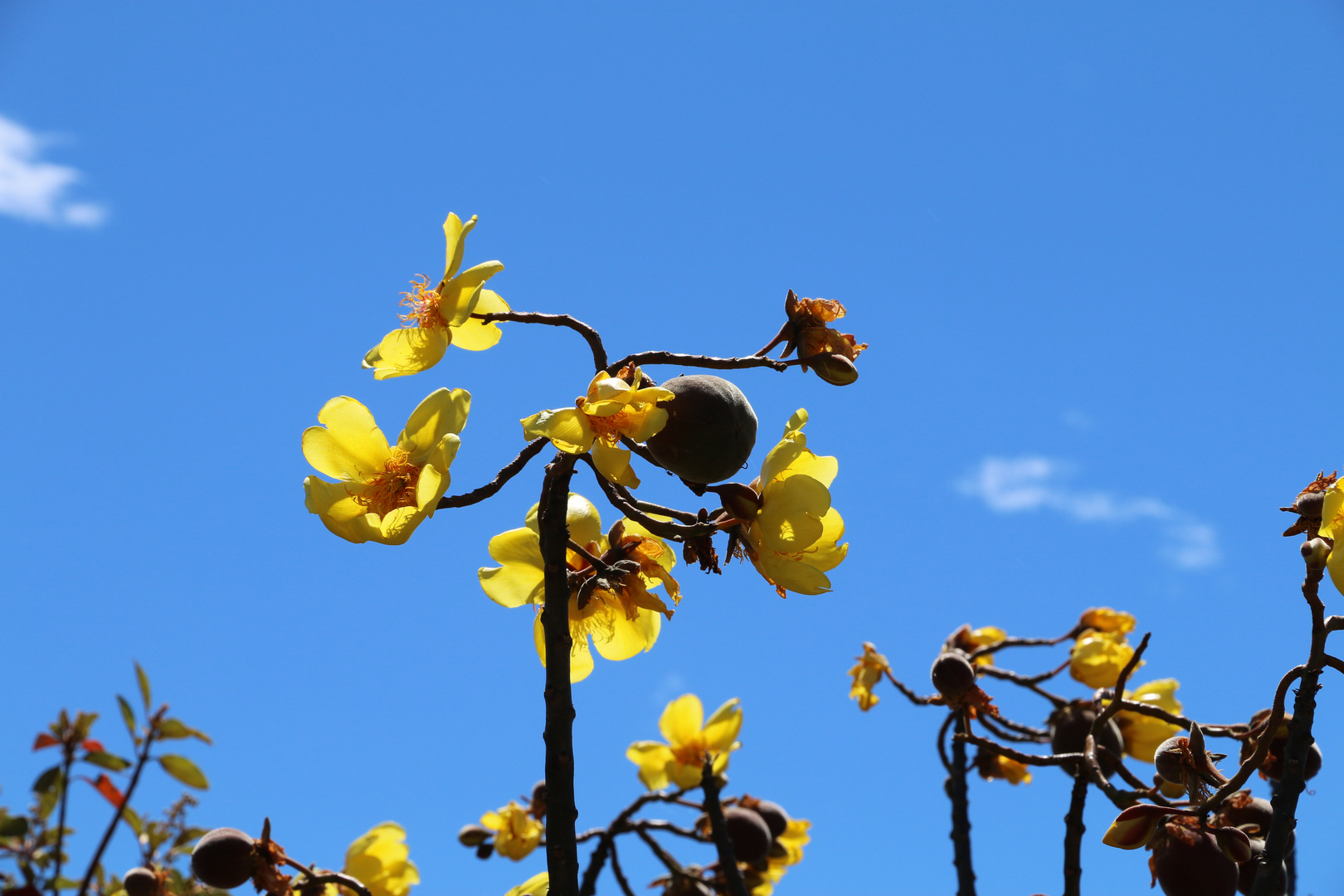 Butterblumenbaum, Costa Rica