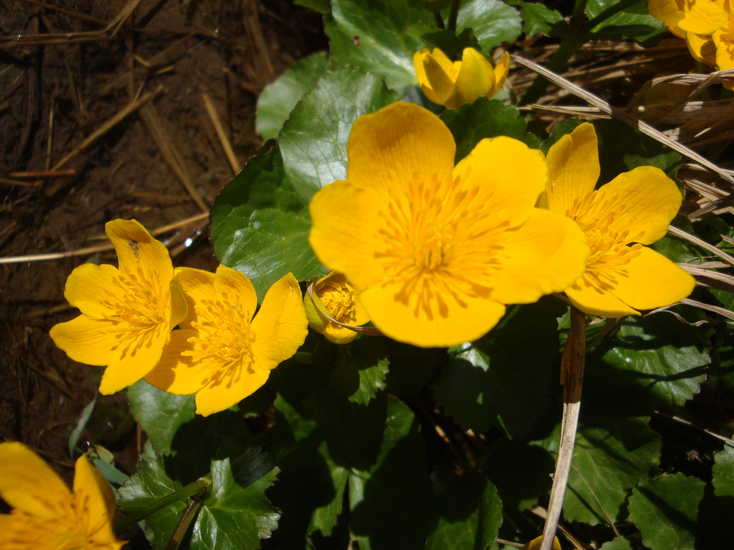 - Butterblumenblüten am Rande eines Weggrabens, der mit klarem Wasser gefüllt war. - In Garmisch-P.