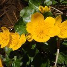 - Butterblumenblüten am Rande eines Weggrabens, der mit klarem Wasser gefüllt war. - In Garmisch-P.