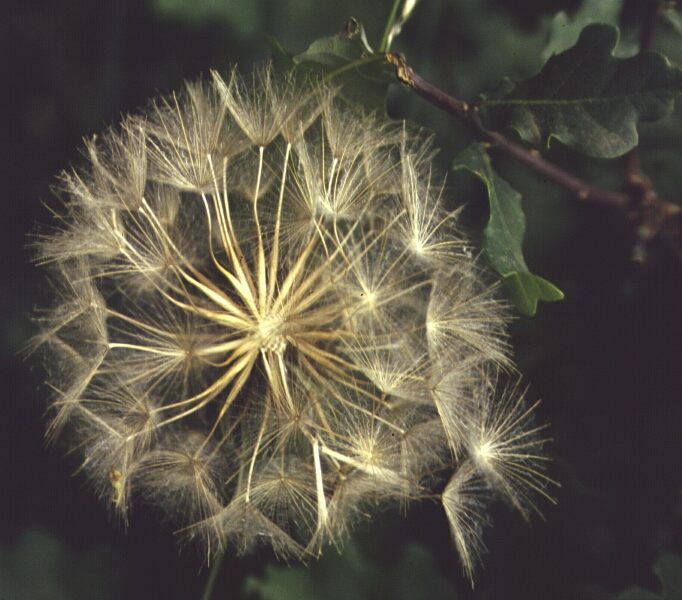 Butterblumensamen und Eichenlaub