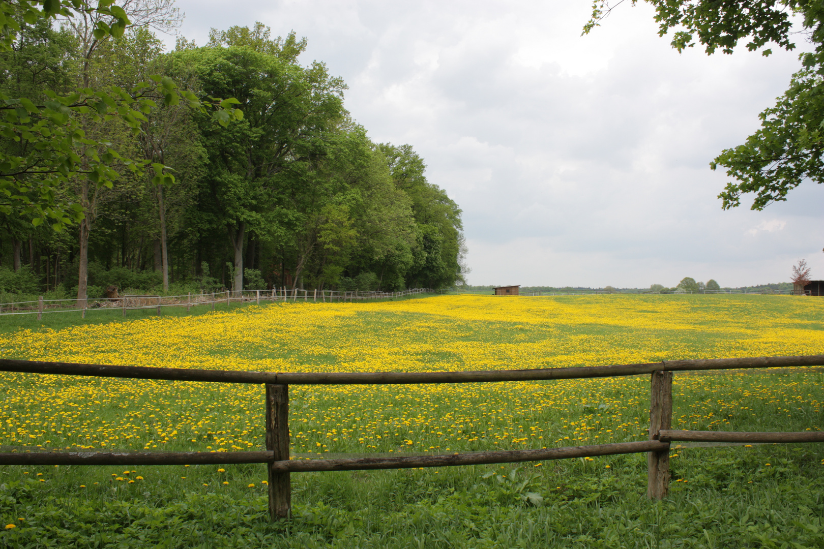 Butterblumenwiese