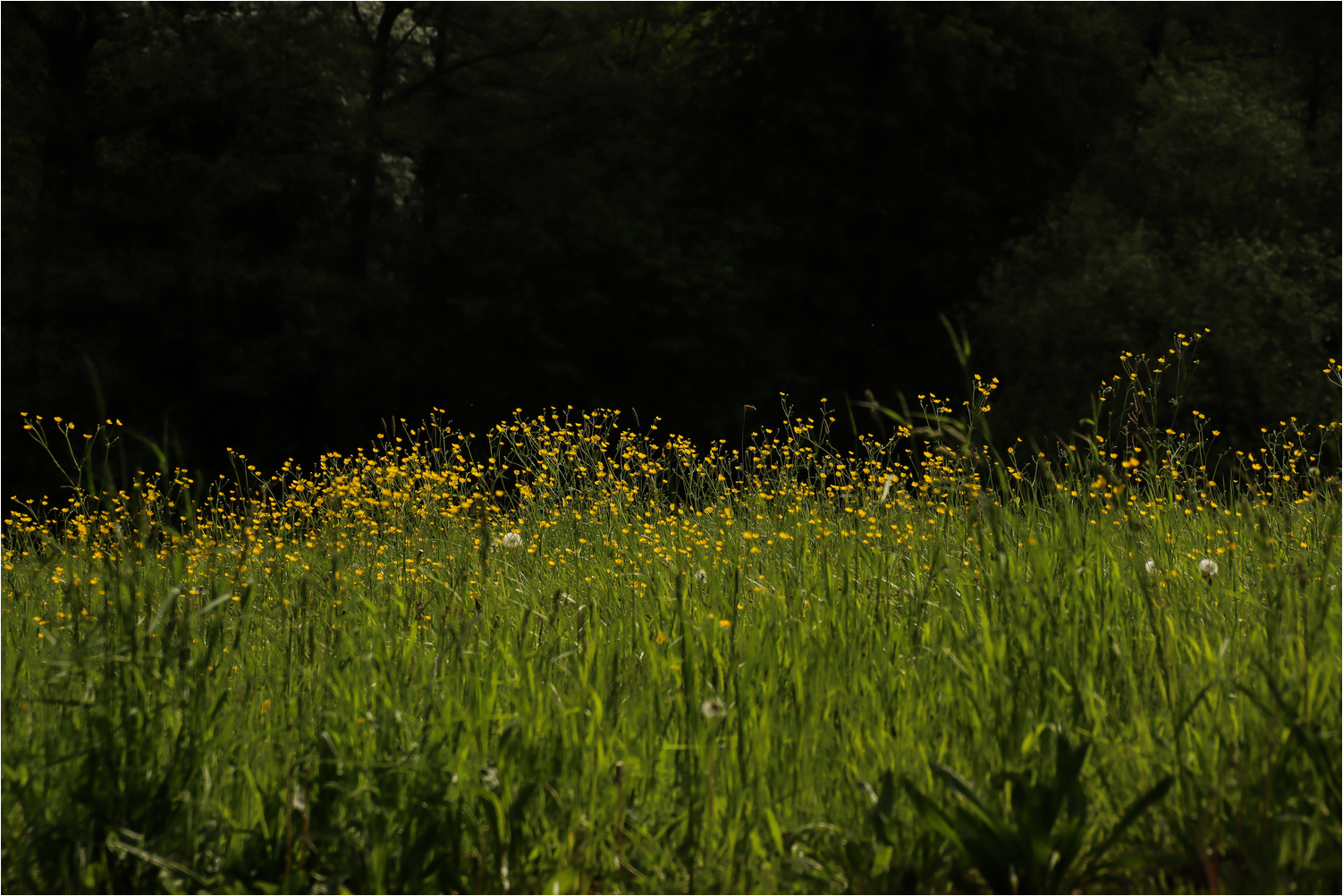 Butterblumenwiese 1