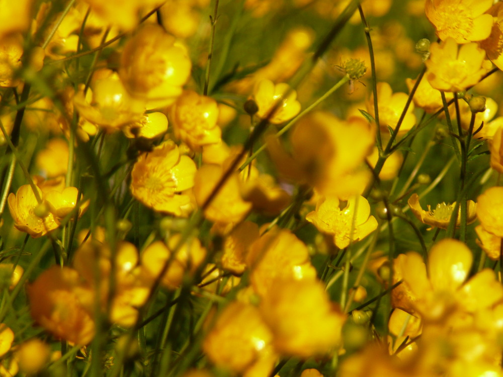 Butterblumenwiese